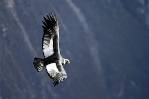 Andean condor