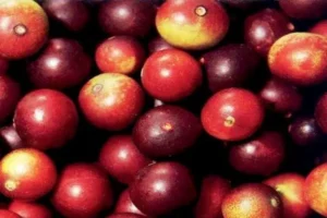 Camu Camu