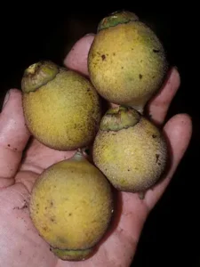 Chambira