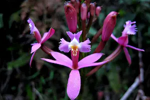 Orchids