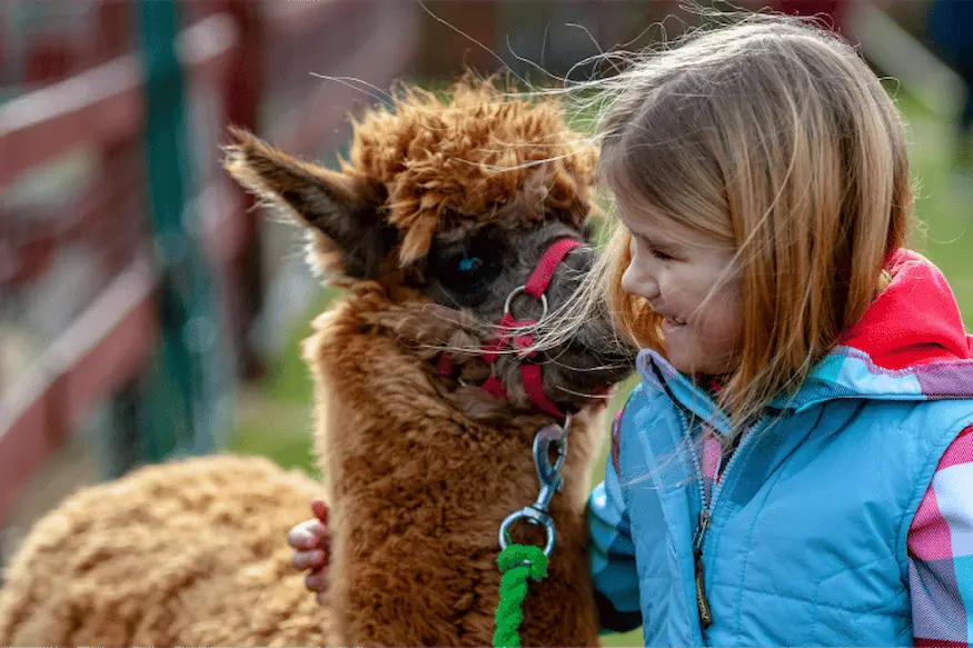 10 things to do with children in Cusco